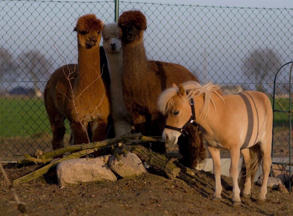alpaki w folwarku matecznik kolo poznania